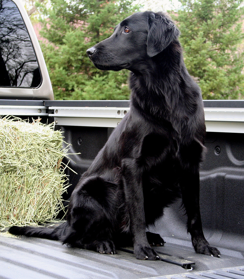 Illustration for article titled The Cutest Pups In Trucks On National Dog Day